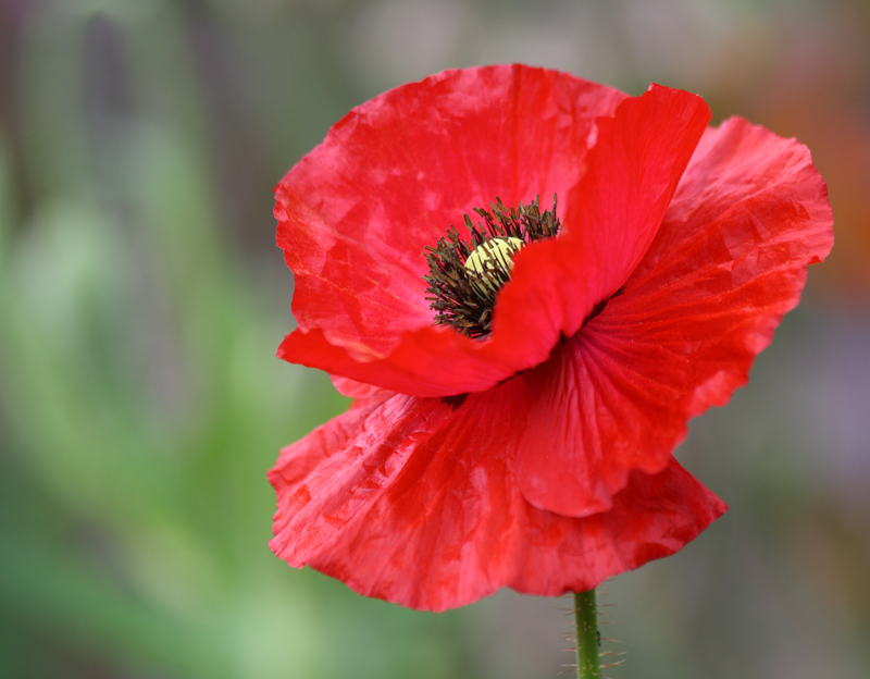 Randonne des Fleurs 2013